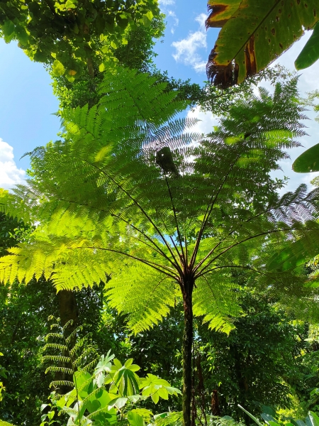 Dominica-17