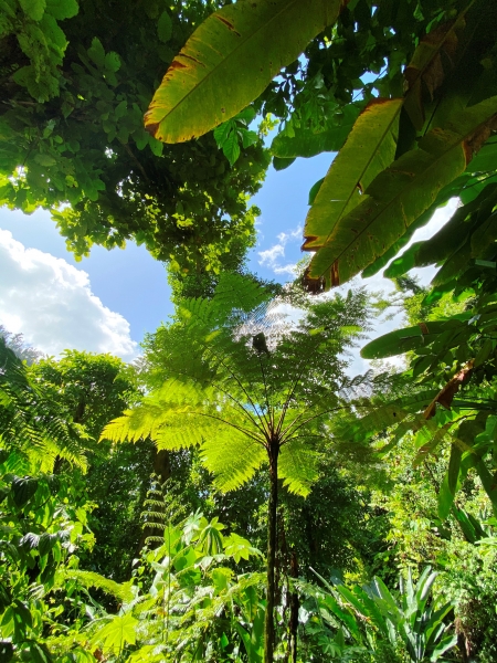 Dominica-19