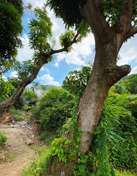 Dominica-20