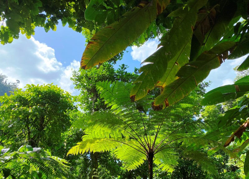 Dominica-21