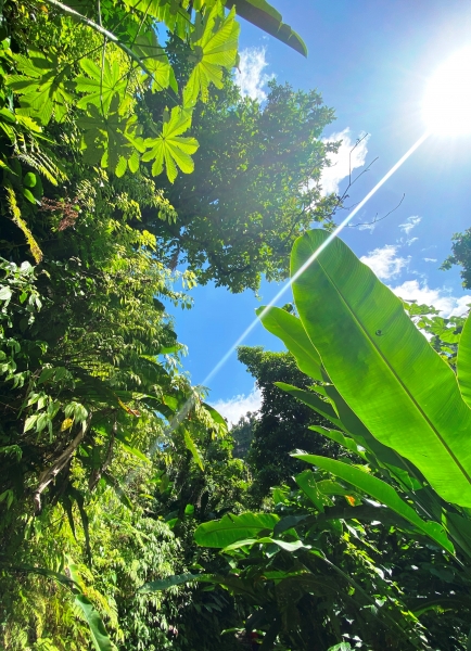 Dominica-27