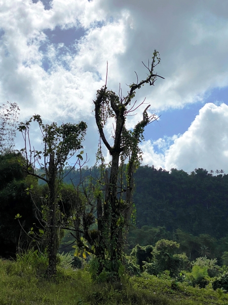 Dominica-37
