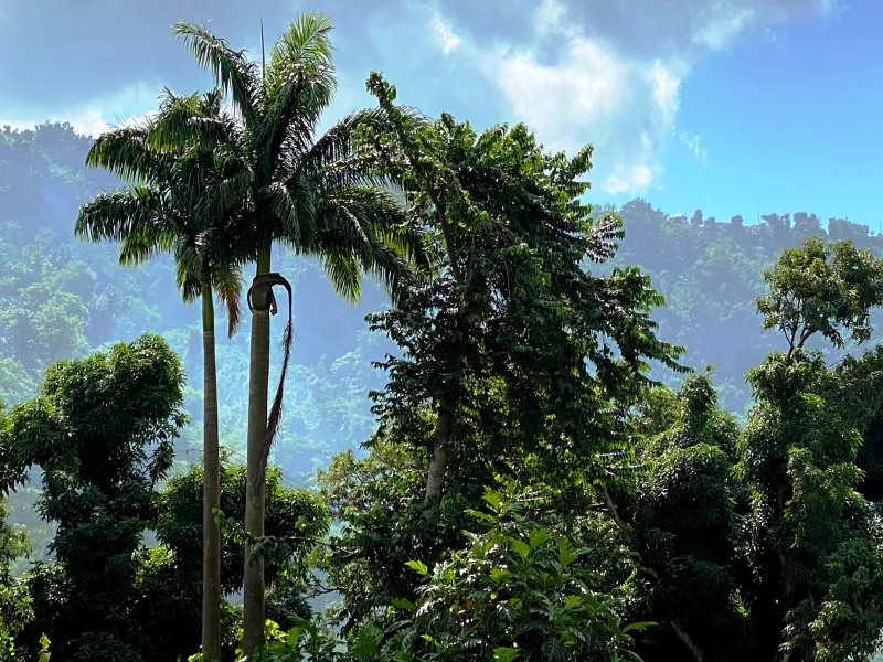Dominica-43