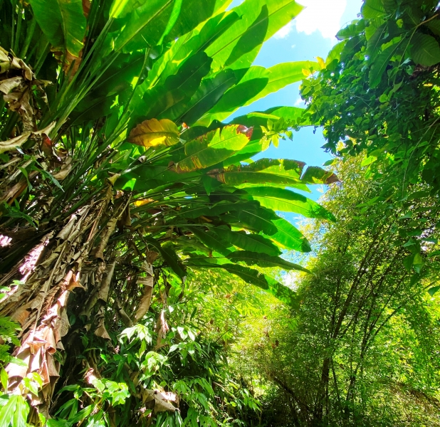 Dominica-47