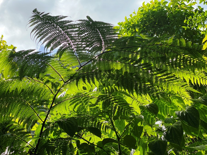 Dominica-49