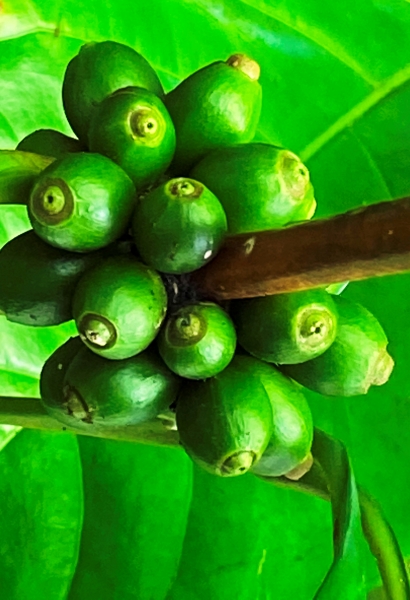 Dominica-53
