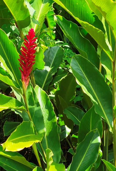 Dominica-54