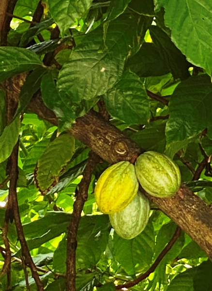 Dominica-55