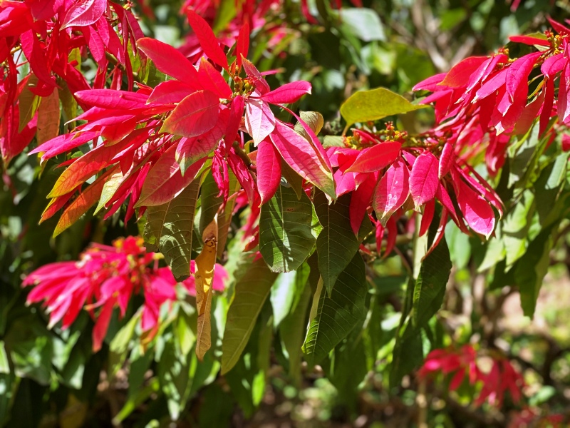 Dominica-56