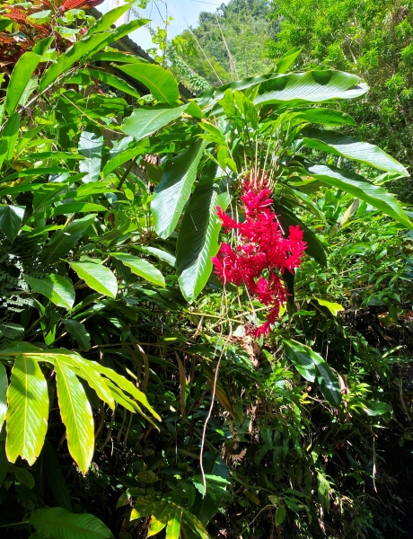 Dominica-59
