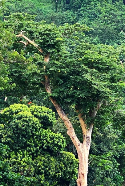 Dominica-87
