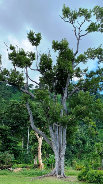 Dominica-89