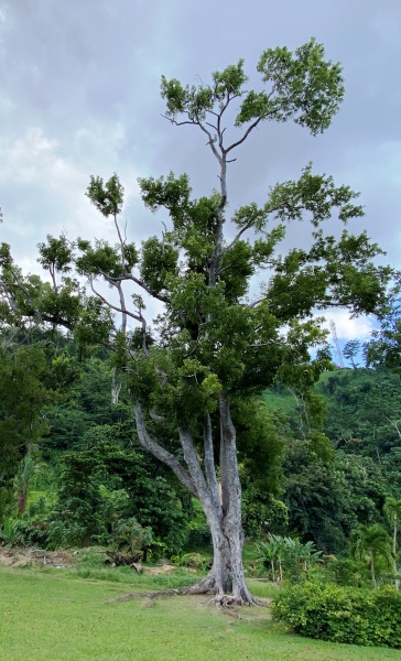 Dominica-90