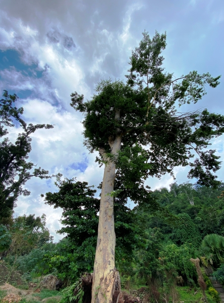 Dominica-91