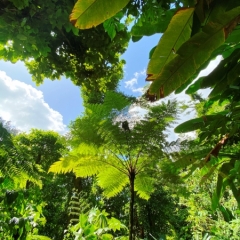 Dominica-19