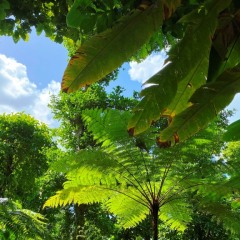 Dominica-21