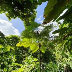 Dominica-22
