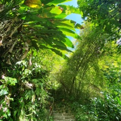 Dominica-26