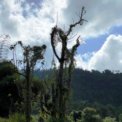 Dominica-37