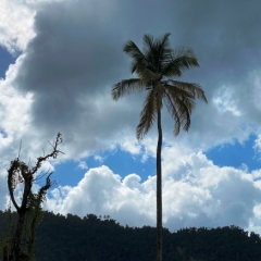 Dominica-38
