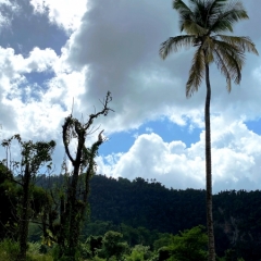 Dominica-40