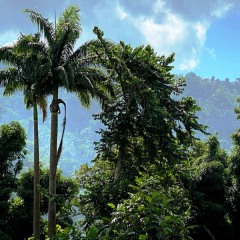 Dominica-43