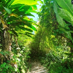 Dominica-46