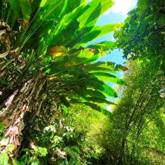 Dominica-47
