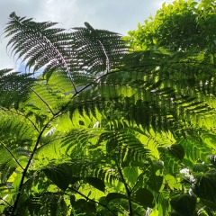 Dominica-49