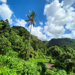 Dominica-51