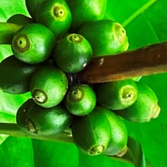 Dominica-53