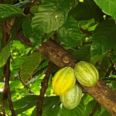 Dominica-55