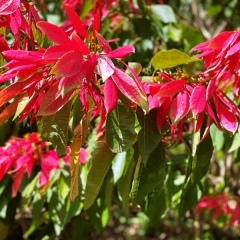 Dominica-56