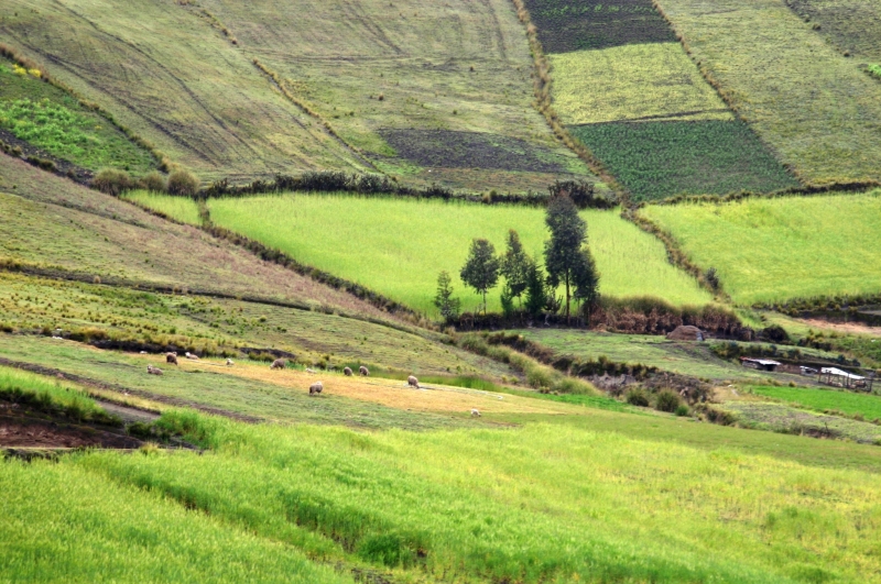 Ecuador (128)