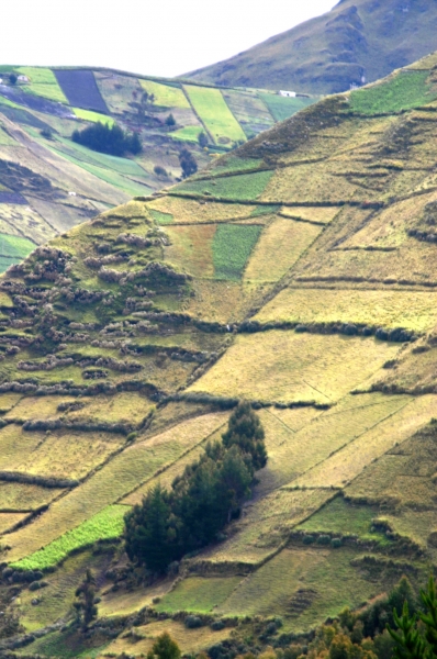 Ecuador (140)