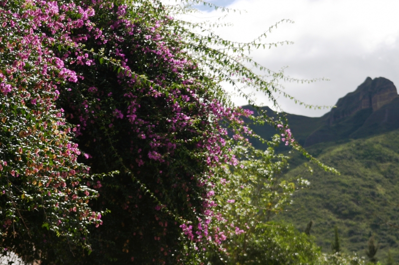 Ecuador (202)