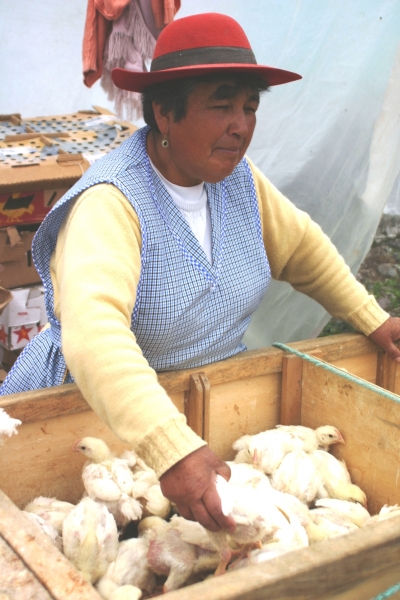 Ecuador (243)