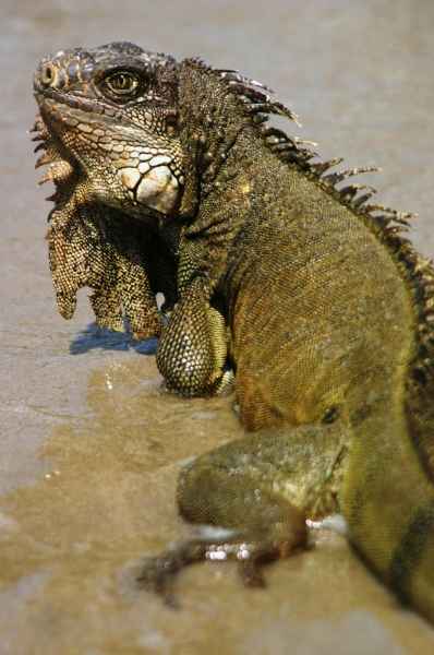 Ecuador (3)