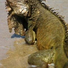 Ecuador (3)