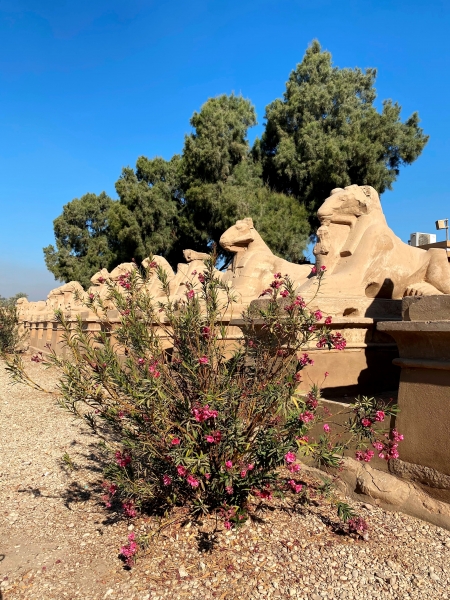 Egypte-203