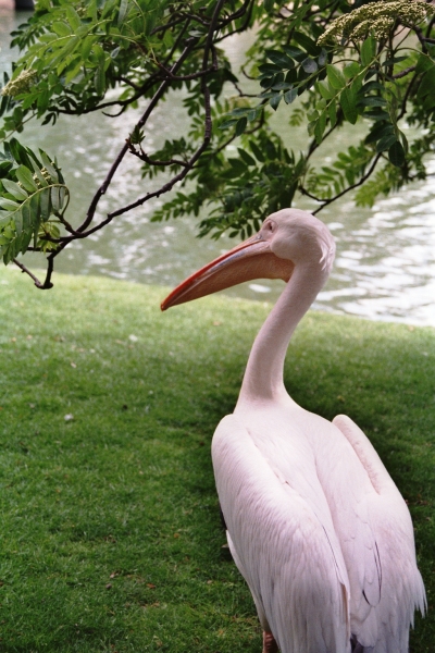 Engeland (11)