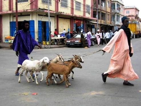 Gambia (33)