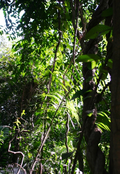 Gambia (38)