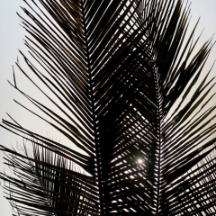 Ghana-50