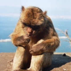 Spain - Gibraltar (8)
