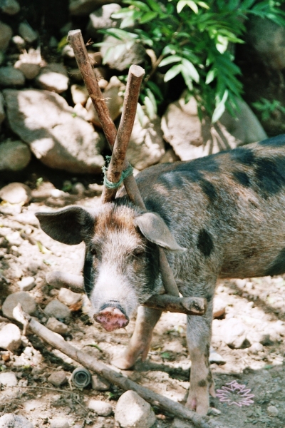 Honduras (32)