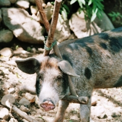 Honduras (32)
