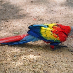 Honduras (33)