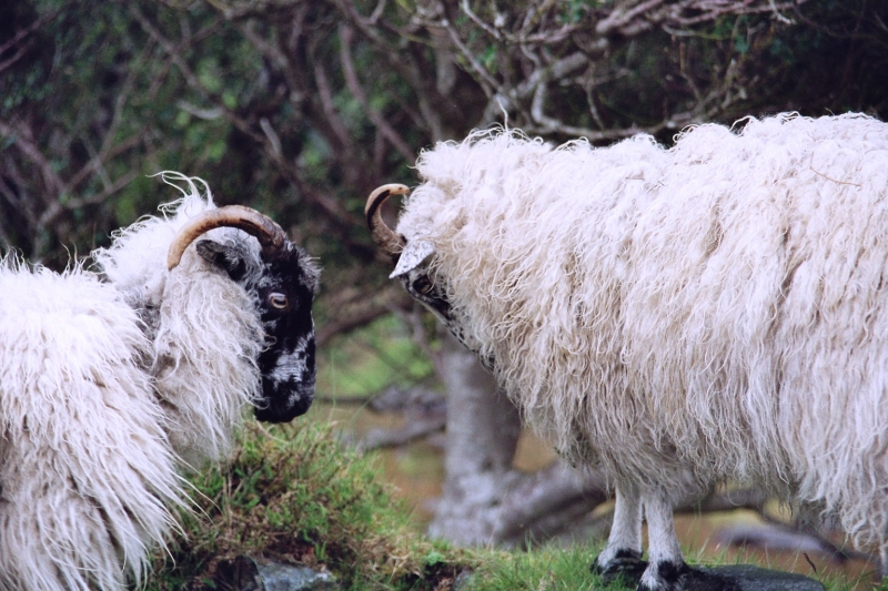 Ierland (27)