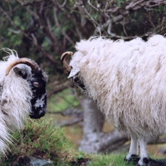 Ierland (27)